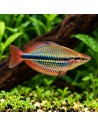 Melanotaenia Trifasciata 4,5-5,5cm