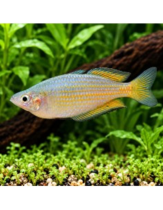 Melanotaenia Parkinsoni 4,5-5,5cm