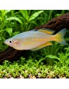 Melanotaenia Parkinsoni 4,5-5,5cm