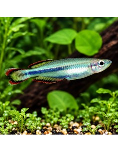 Bedotia Geayi 3,5-4cm