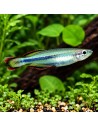 Bedotia Geayi 3,5-4cm