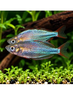 Melanotaenia Praecox 2,8-3,2cm