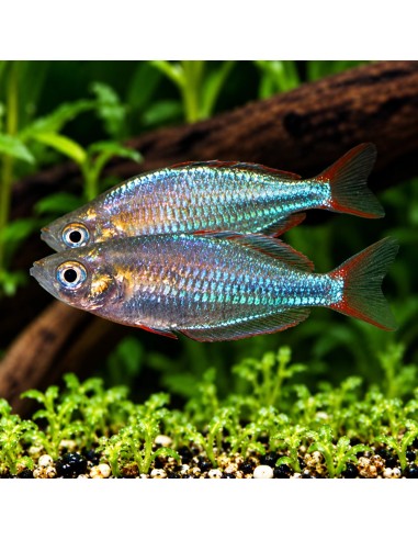 Melanotaenia Praecox 2,8-3,2cm