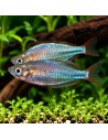 Melanotaenia Praecox 2,8-3,2cm