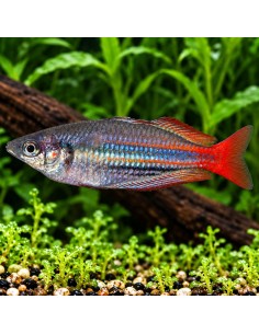 Melanotaenia trifasciata "Blyth River"