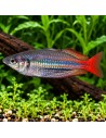 Melanotaenia trifasciata 'Blyth River'