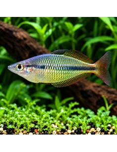 Melanotaenia Herbertaxelrodi 3,5-4cm