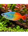 Melanotaenia Boesemani 4,5-5,5cm
