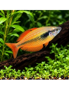 Melanotaenia parva 4-6cm