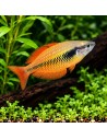 Melanotaenia parva 4-6cm