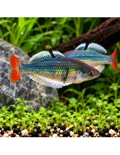 Melanotaenia sp. Kali Tawa