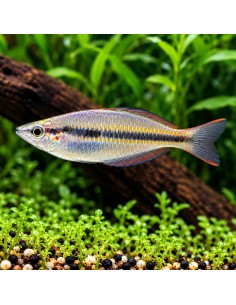 Melanotaenia sahulensis 4-5cm