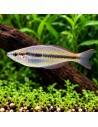 Melanotaenia sahulensis 4-5cm
