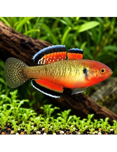 Hypseleotris Compressa 3,5-4,5cm Wild