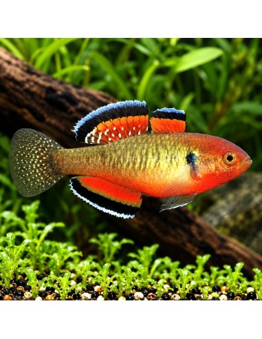 Hypseleotris Compressa 3,5-4,5cm Wild