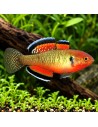 Hypseleotris Compressa 3,5-4,5cm Wild