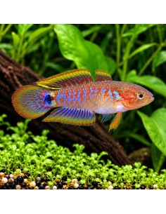Gobie paon Tateurndina (Tateurndina ocellicauda) 2-2,5cm