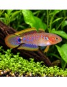 Tateurndina Ocellicauda 2-2,5cm