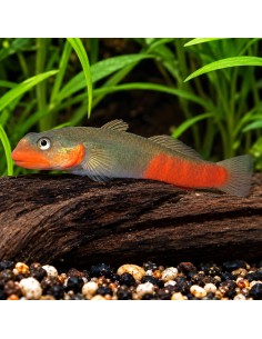 Gobie Sicyopus exallisquamulus (Sicyopus exallisquamulus) 4-5cm Wild