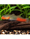 Sicyopus Exallisquamulus 4-5cm Wild