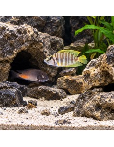 Altolamprologus calvus Yellow F1 (Altolamprologus calvus "Yellow" F1) 3-4cm