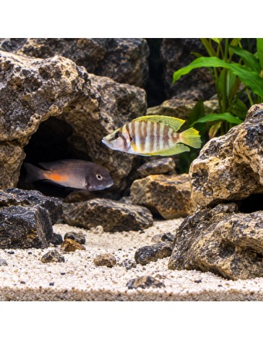 Altolamprologus calvus "Yellow" F1 3-4cm