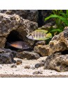 Altolamprologus calvus "Yellow" F1 3-4cm