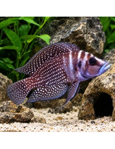 Altolamprologus calvus Black (Altolamprologus calvus Black) 2,5-3,5cm
