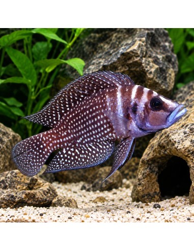 Altolamprologus Calvus Black 2,5-3,5cm