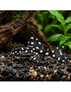 Hypancistrus sp. L471