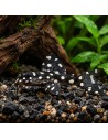 Hypancistrus sp. L471