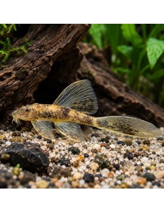 Ancistrus cf. cirrhosus piebald long fin 3-4cm