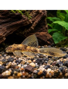 Ancistrus Albinos Long Fin S
