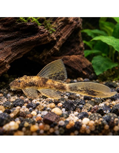 Ancistrus Albinos Long Fin S