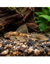 Ancistrus Albinos Long Fin S