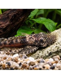 Ancistrus Sp. 3cm