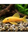 Ancistrus gold (Ancistrus sp. Gold) 3-3,5cm