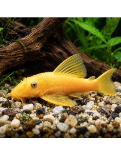 Ancistrus gold (Ancistrus sp. Gold) 2,5-3cm