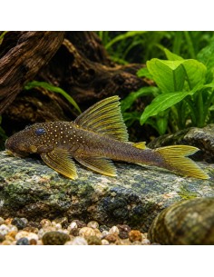 Baryancistrus demantoides L200 (Baryancistrus demantoides L200) 7-10cm Wild