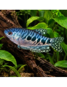 Gourami bleu marbré (Trichopodus trichopterus Marbré) 4-5cm