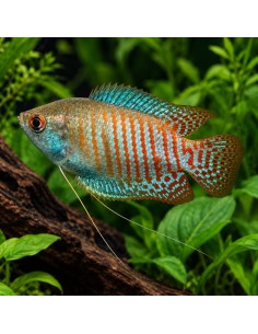 Gourami nain couple (Trichogaster lalius) 4-5cm Pair