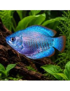 Gourami nain Cobalt (Trichogaster lalius "Cobalt") 4-5cm (couple)