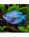 Trichogaster lalius "Cobalt" 4-5 cm (paar)