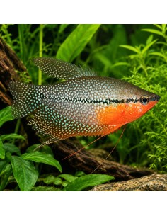 Trichopodus Leerii 5-7cm Pair