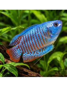 Gourami nain Neon (Trichogaster lalius "Neon") 4-5cm (couple)