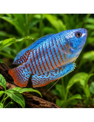 Trichogaster lalius "Neon" 4-5 cm (paar)