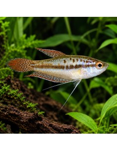 Gourami grogneur nain (Trichopsis pumila) 1,5-1,8cm