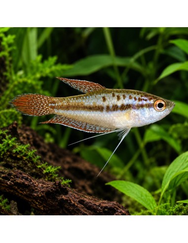 Trichopsis Pumila 1,5-1,8cm