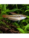 Trichopsis Pumila 1,5-1,8cm