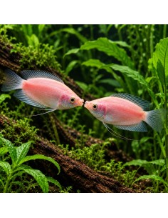 Gourami baiser rose (Helostoma temminckii Pink) 4-5cm